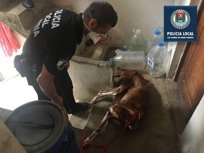 La Policía Local rescata a cuatro perros e imputa a su dueño por un presunto delito de maltrato animal