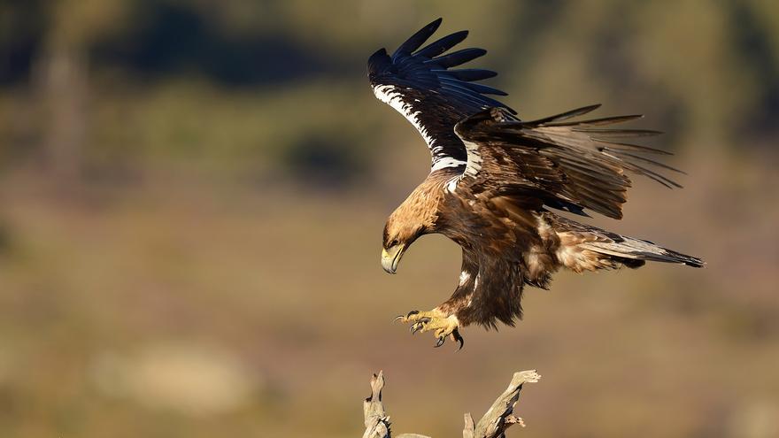 El águila imperial ibérica, a un paso de la extinción en Doñana