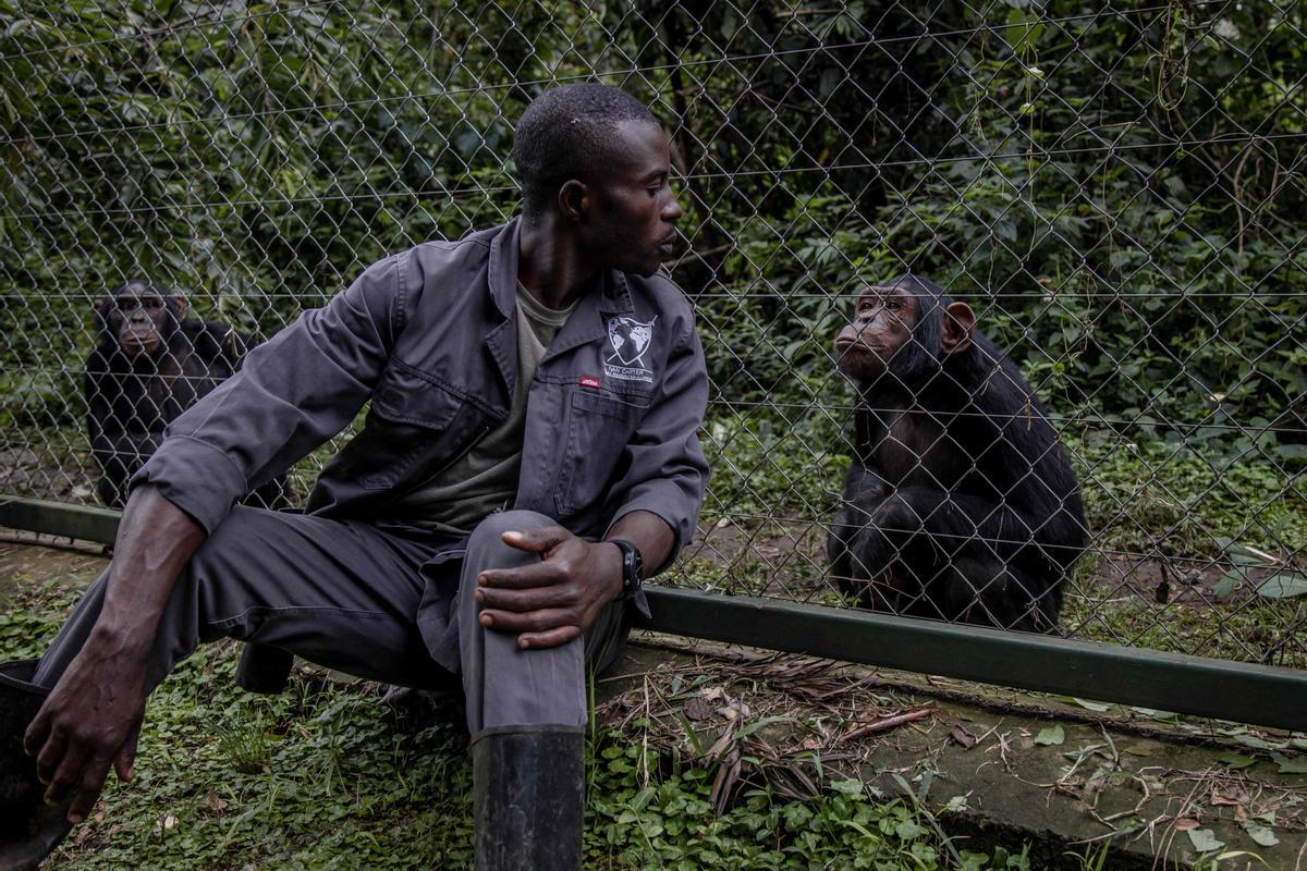 Ombeni Kulimushi juega con un chimpancé en el Centro de Rehabilitación de Primates de Lwiro, en el que ha trabajado durante 14 años, cerca de Bukavu, en la República Democrática del Congo, el 14 de febrero del 2022.