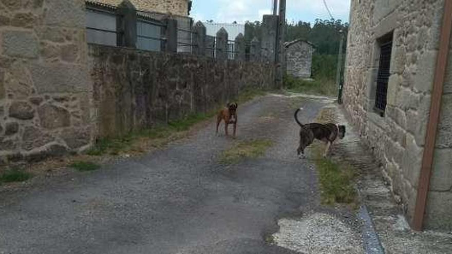 Foto de los perros, ayer en Trabadela, cedida por la familia de la señora.