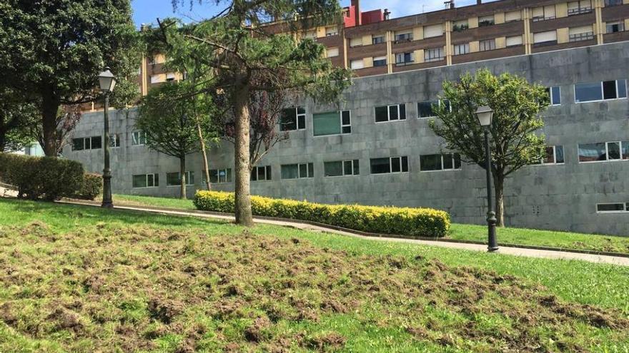 Daños causados por jabalíes, este pasado fin de semana, en el entorno del centro de salud de Vallobín.