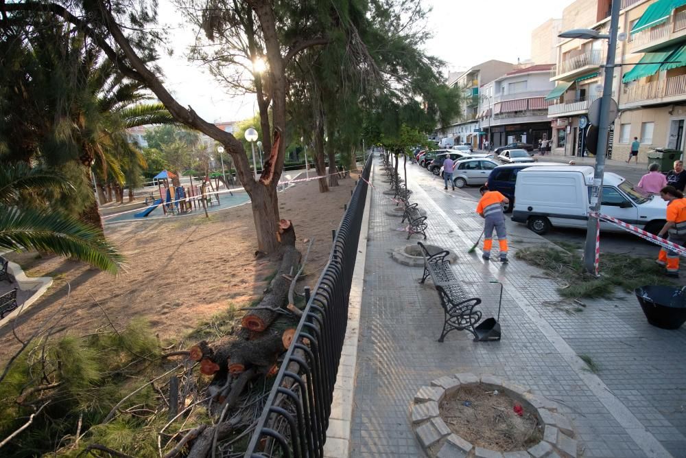 Cinco personas resultan heridas por la caída de la rama de un árbol en Elda