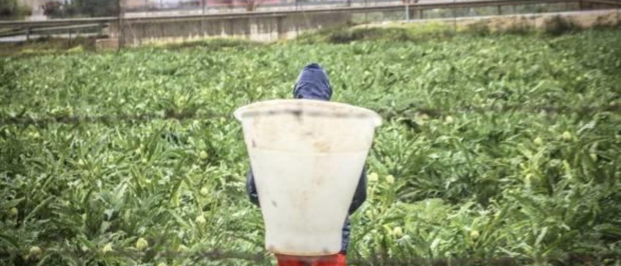 Un agricultor, recolectando en una huerta de la Vega Baja, en imagen de archivo.