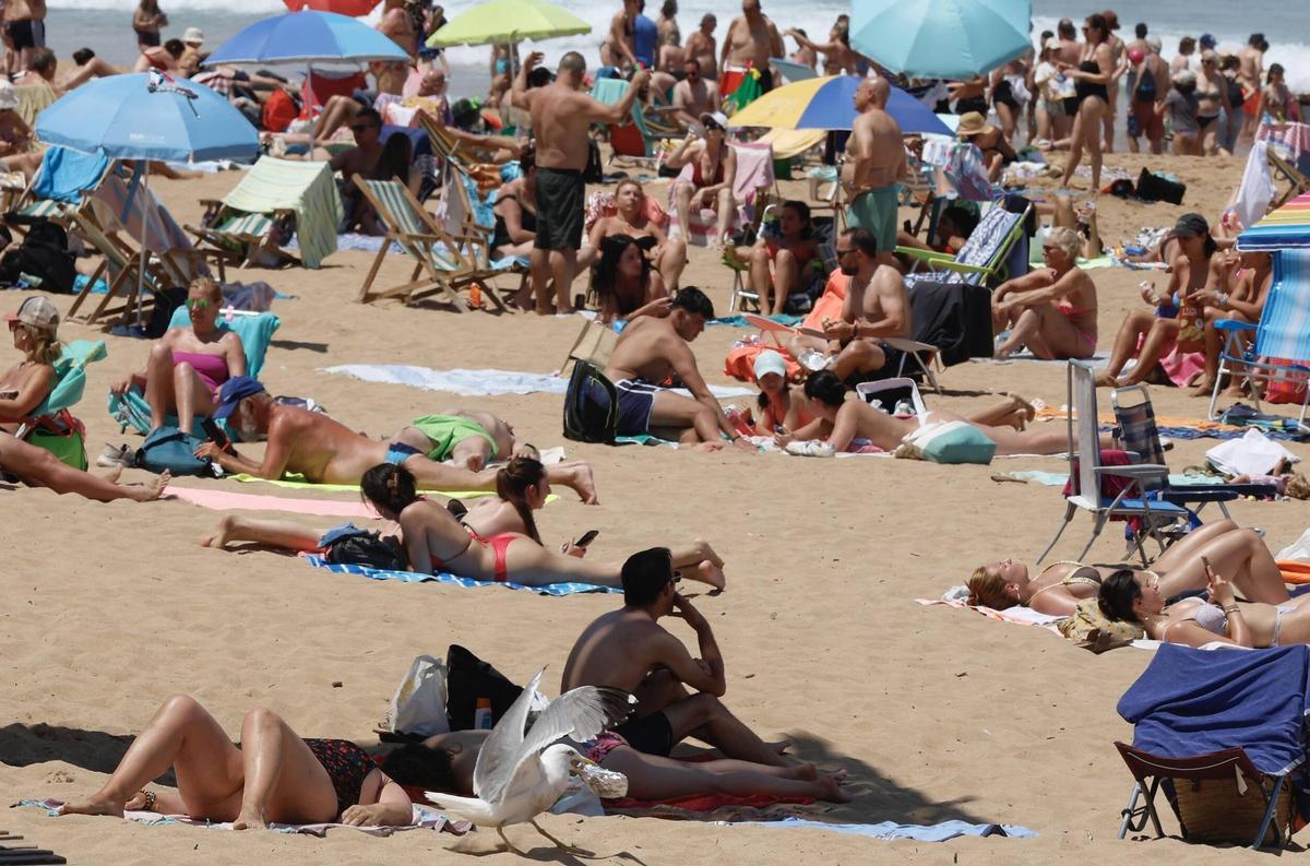 La curiosa escena con una gaviota y un bocadillo en Gijón, en imágenes