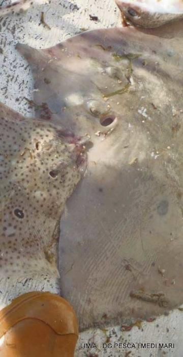 Mallorca empieza a fichar a sus peces raros