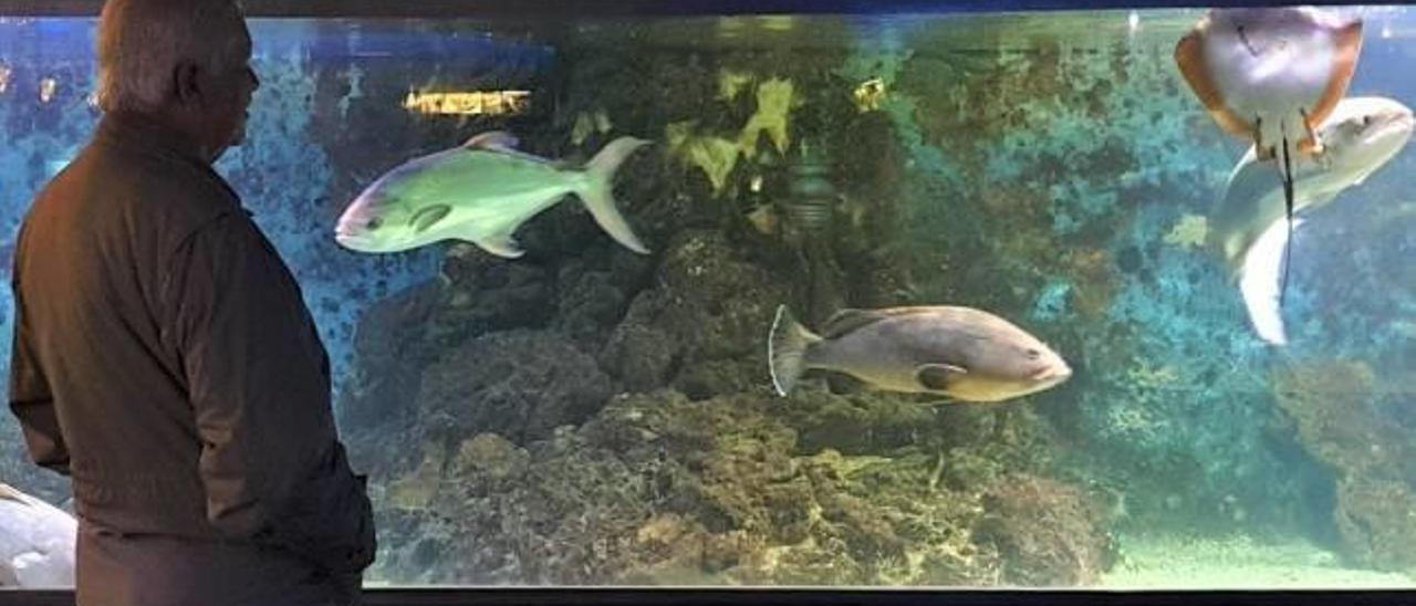 Una de las exposiciones del acuario municipal en el que se aprecian algunos de los peces más longevos.