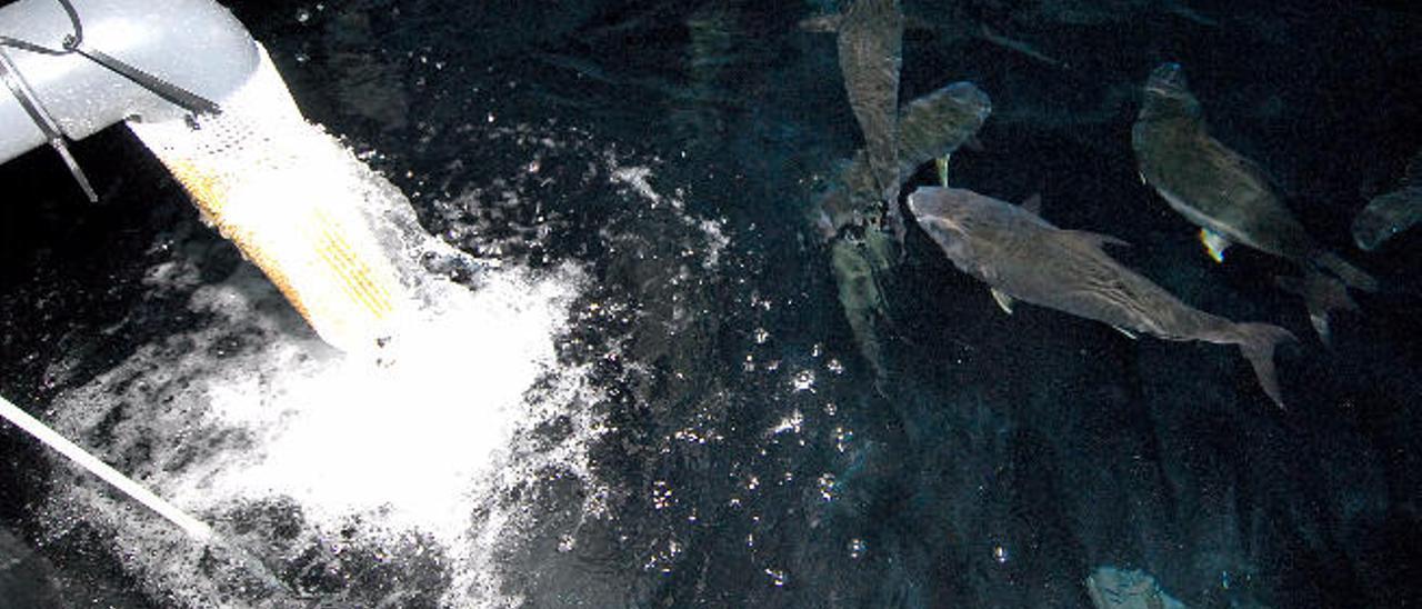 Área de Acuicultura en la sede del Instituto EcoAqua en Taliarte.