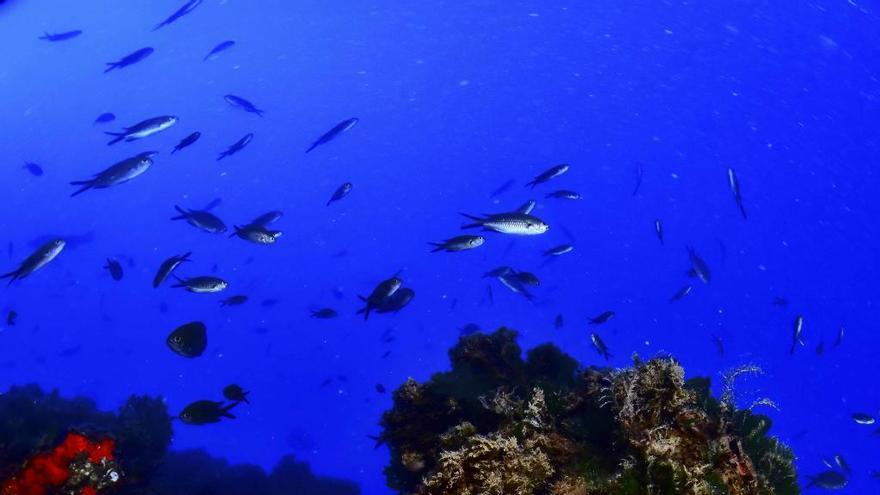 El campeón de Europa de fotografía submarina triunfa en Teulada y Benissa