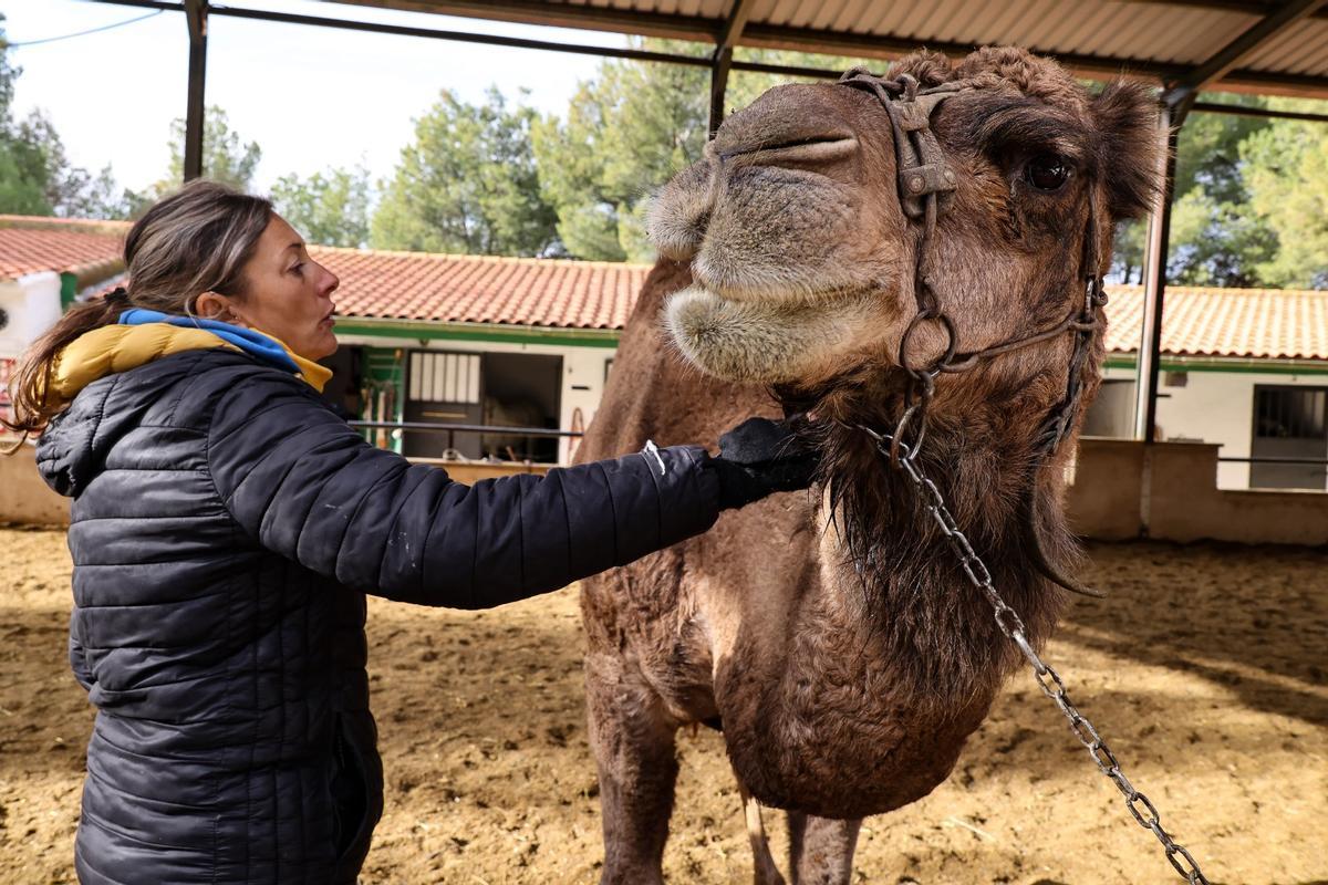 Los dromedarios ya están listos para trasladar a los Reyes Magos de Alcoy