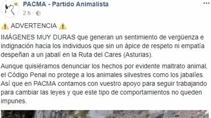 Los excursionistas que despeñaron al jabalí en el Cares quedarán impunes, lamentan animalistas