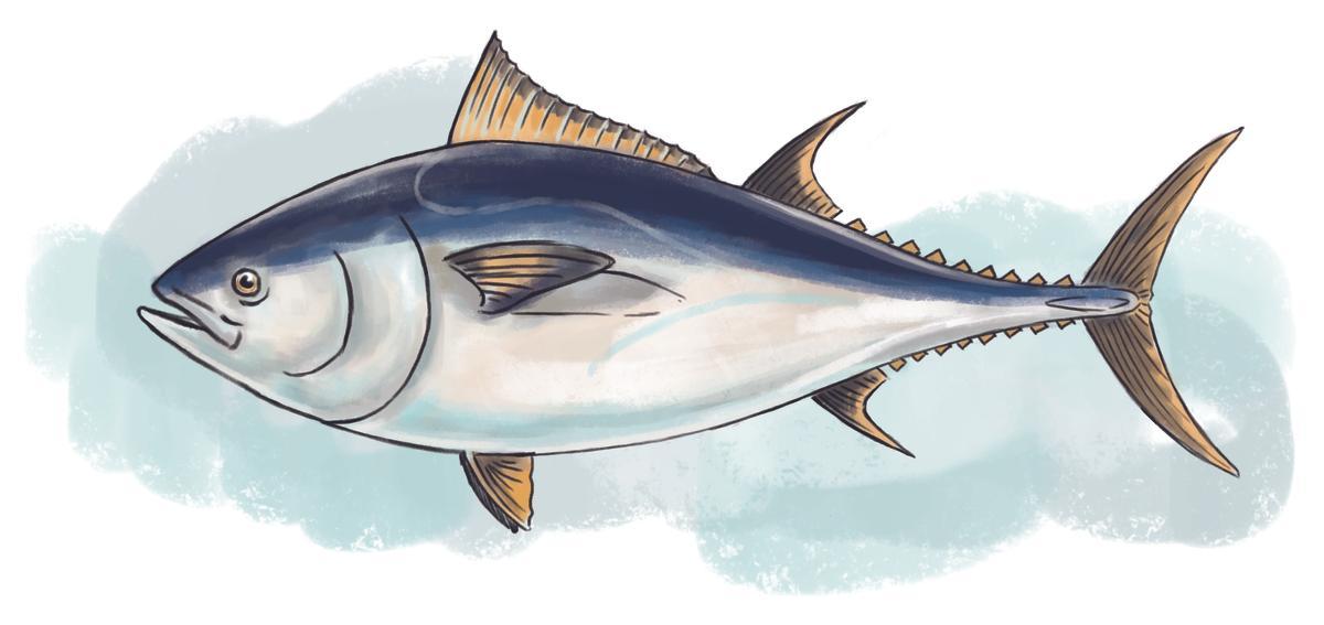 Ilustración del atún rojo