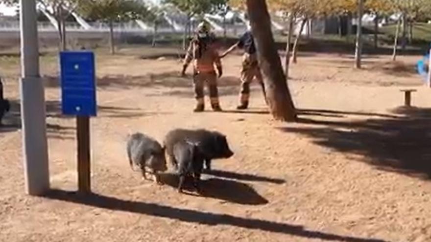 Vídeo | Castellón sigue a la &#039;caza&#039; de los cerdos vietnamitas