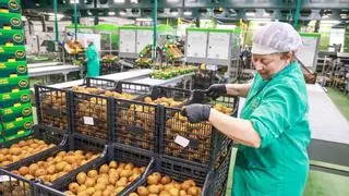 Kiwi Atlántico invierte 10 millones en tres años para impulsar su producción con nuevos terrenos de cultivo en Galicia y Portugal
