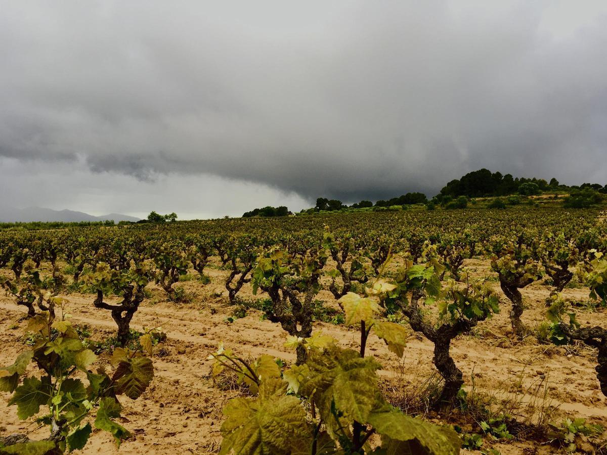 Imagen de bodegas, Carles Andreu Gran Reserva L'Era del Celdoni