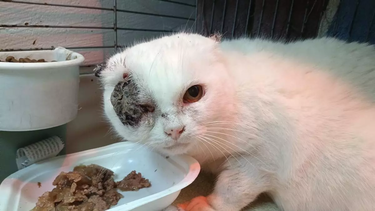 Proyecto Gato pide ayuda para operar a Scarface, una gata de Chapela con un cáncer avanzado en orejas y ojo