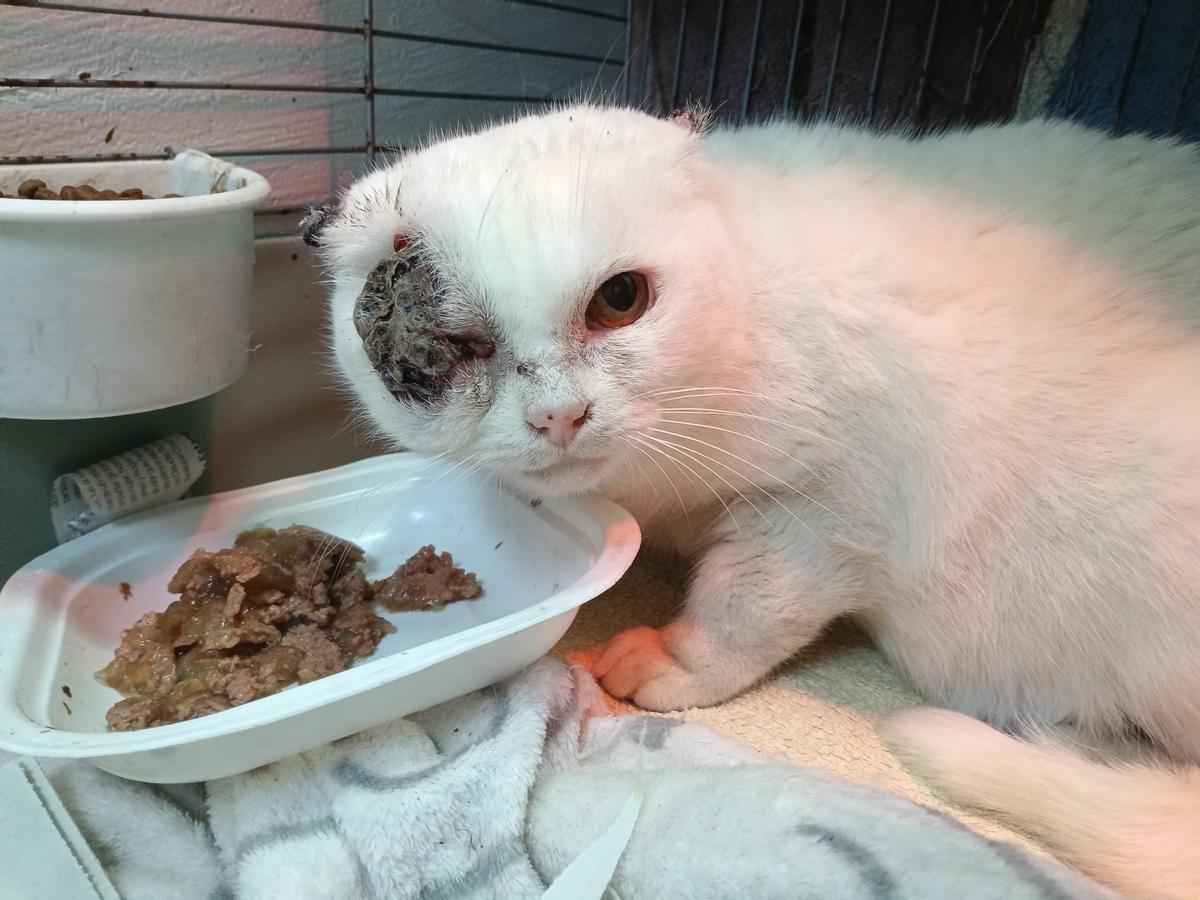 Scarface tiene cáncer en oreja y ojo.