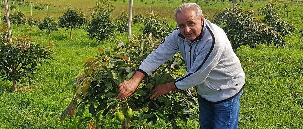 Arriba, José María García, en la plantación en Ribadesella; a la izquierda, detalles de los frutos. | Vicente Alonso