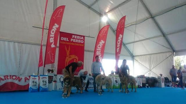 Jurado valorando los canes que se presentaron a la prueba.