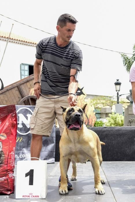 Celebración del I Certamen Nacional de perro ...