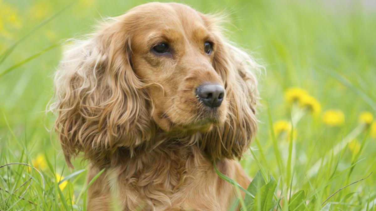 Las 10 mejores razas de perro para convivir con niños