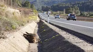 Los jabalíes abatidos en Alzira aumentan un 28 % el último año y marcan un nuevo récord con 346 ejemplares