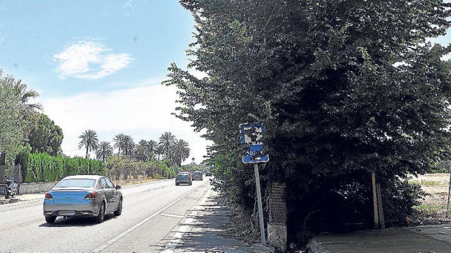 Los árboles están en una parcela privada, pegada a la carretera.