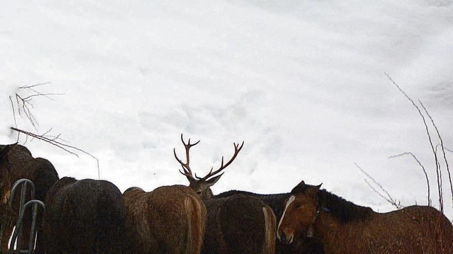 Un ciervo se infiltra entre los caballos para alimentarse del forraje al quedar el campo cubierto de nieve.