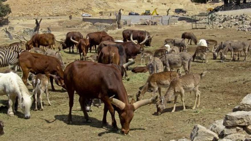 El Safari Aitana reabre sus puertas y mantiene  en cuarentena a los búfalos tras el accidente