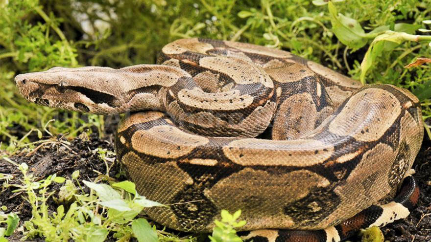 Una boa desaparecida en el centro de Ferrol podría estar en la casa de su dueño