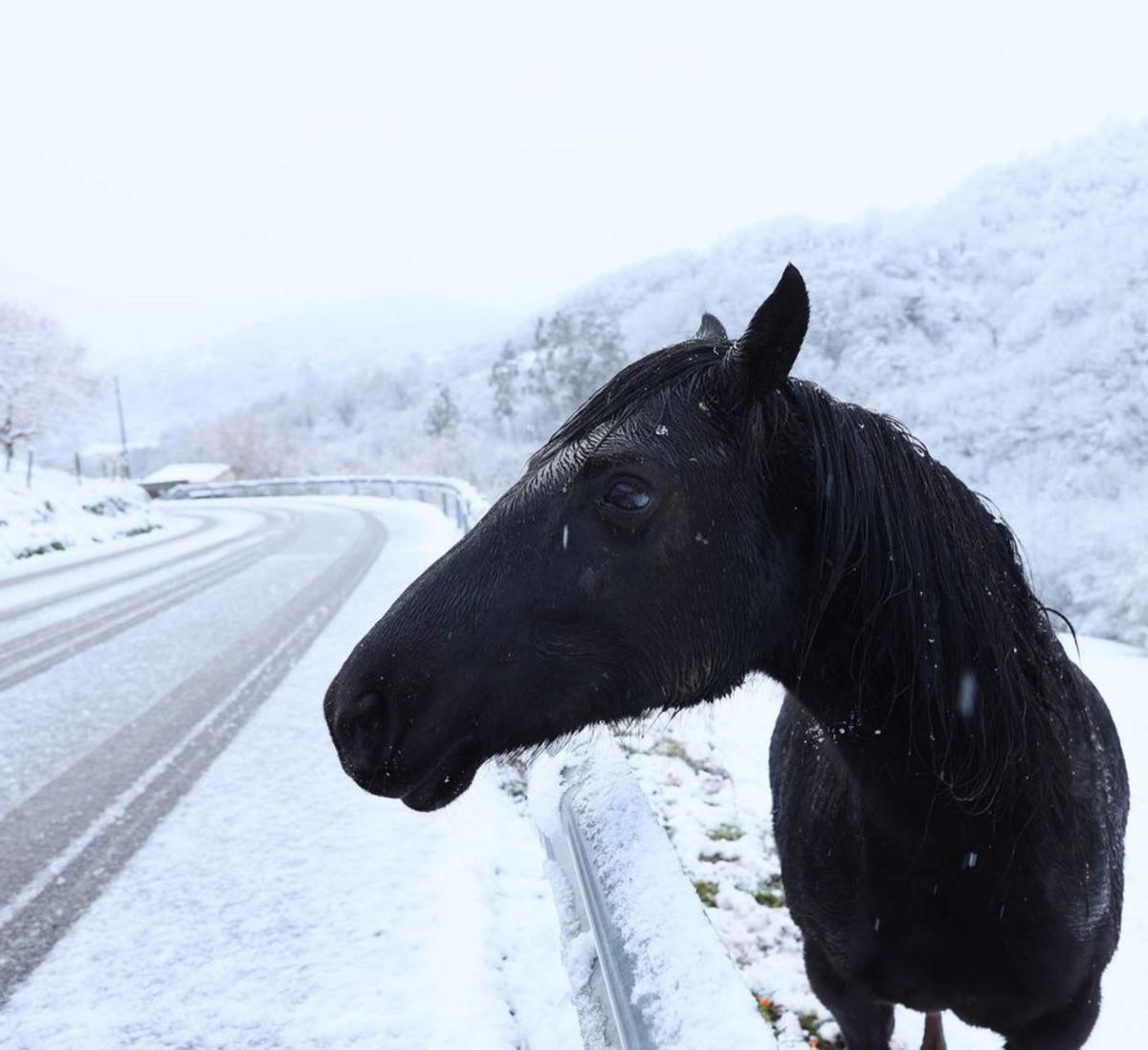 Un caballo, junto a una carretera en Tabayes (Bimenes). | MARIO CANTELI
