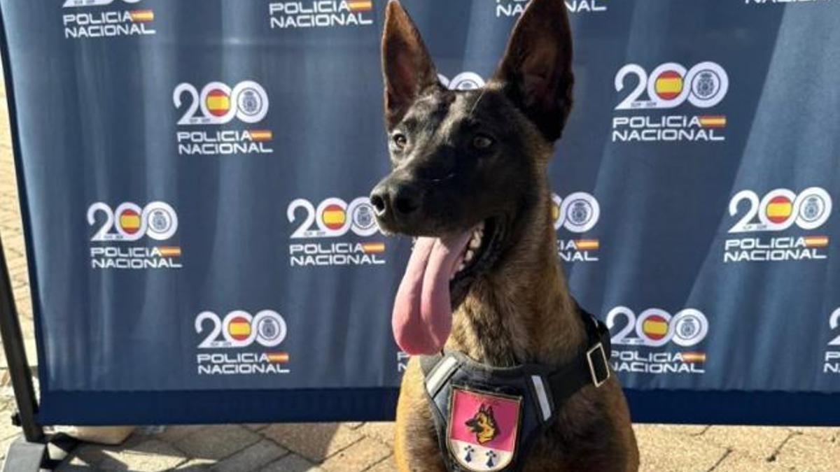 Yuma, la perrita que se jubila de la Policía Nacional y ahora busca familia