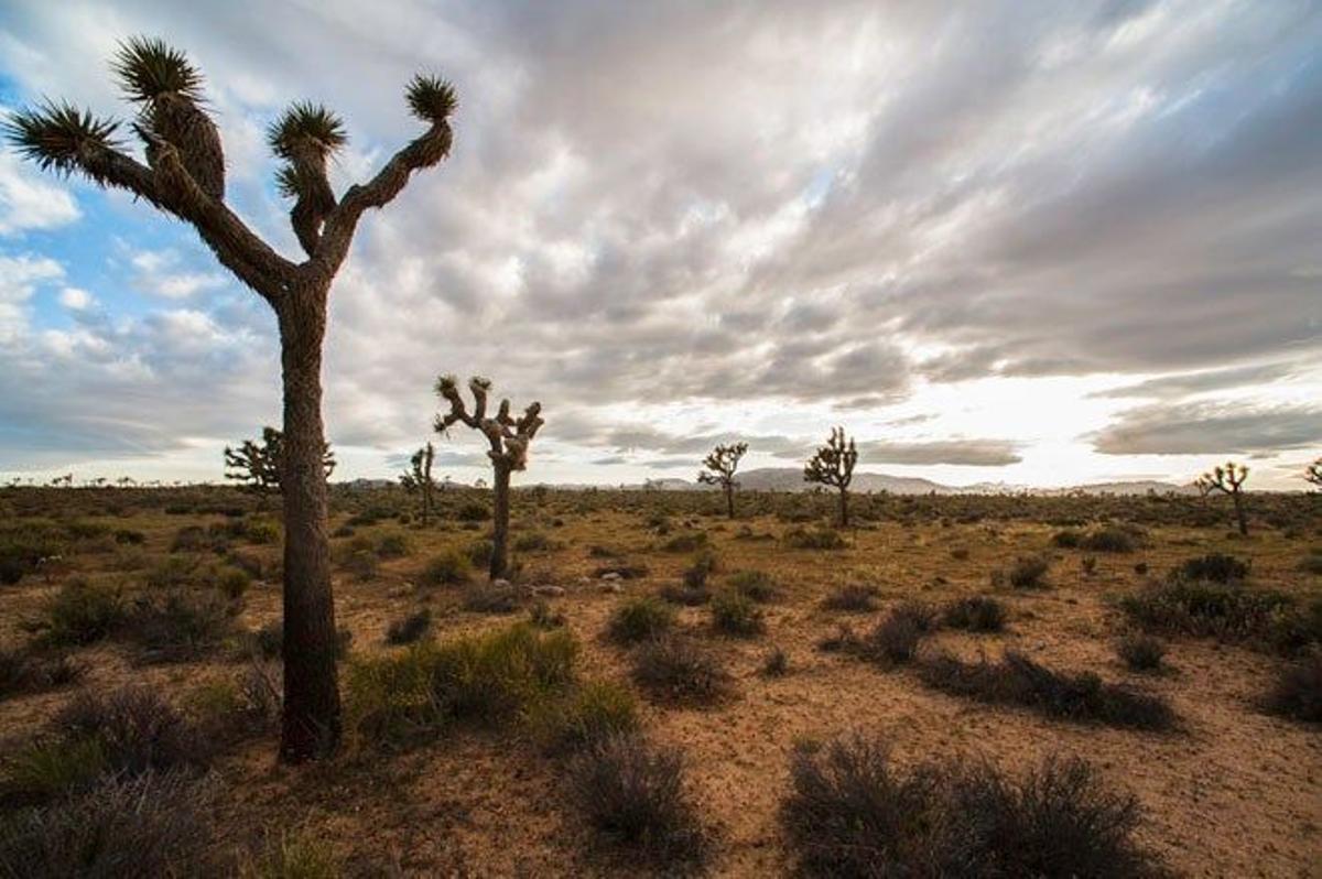 Parque Nacional de Joshua Tree, en California (EE.UU.)