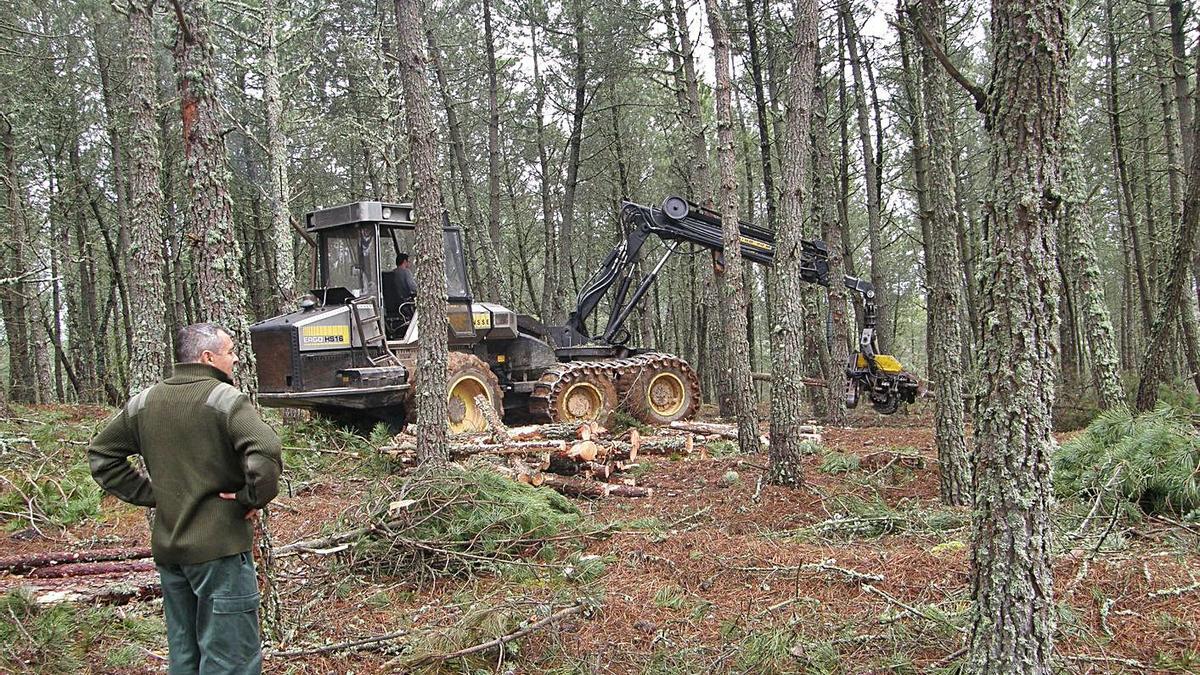 Extracción de madera en un monte de la provincia, bajo la supervisión de un trabajador de la Junta. | Cedida