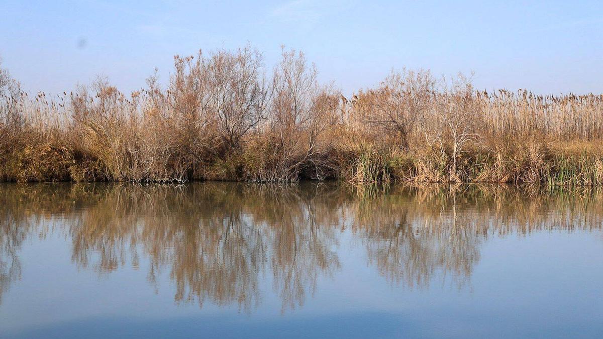 L'Albufera de València inicia los trámites para ser reserva de la bioesfera.