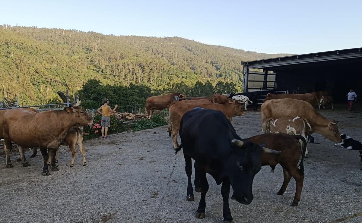 Las vacas de una pequeña granja familiar de Negreira todavía tienen nombres como Rubia, Morena o Cabezona