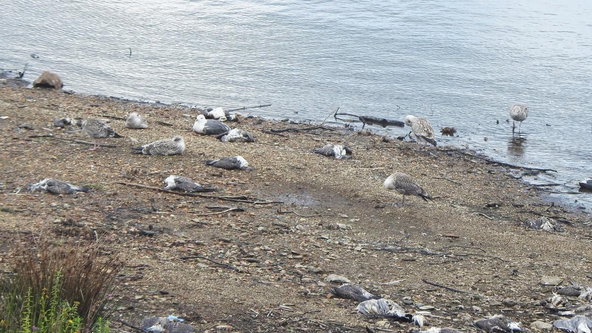 Aves muertas y enfermas, el pasado septiembre en el embalse de Vilagudín