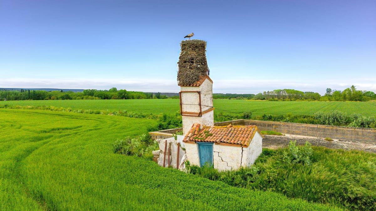 Este increíble nido ha atraído la atención de biólogos y ornitólogos, quienes destacan la habilidad de las cigüeñas para construir estructuras tan grandes y equilibradas.
