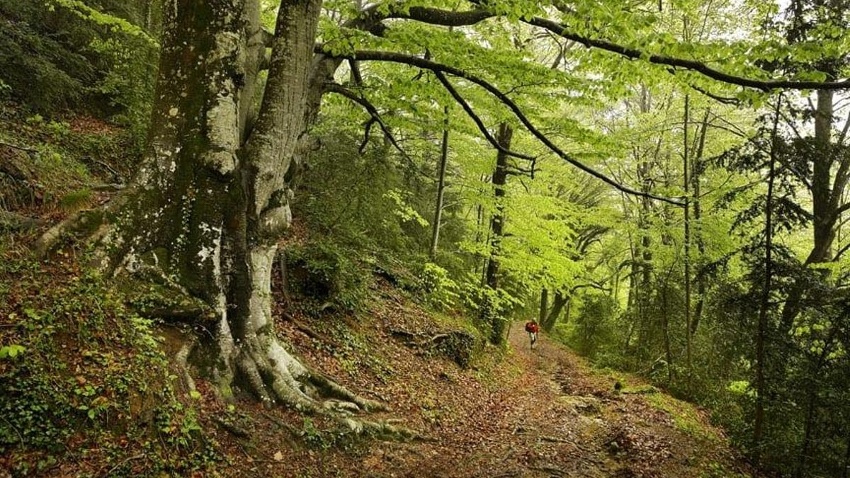 Bosques sin tocar: Europa propone dejar el 10% de las masas forestales sin intervención
