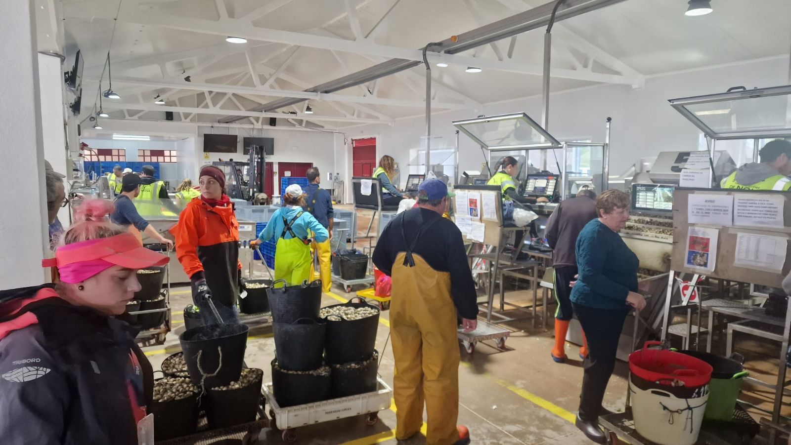 Así es el día a día en el puerto y la lonja de O Testal (Noia), donde cada vez se dan cita más mariscadores arousanos.