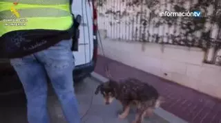 La Guardia Civil ha intervenido plantas de origen sudamericano, cápsulas que podían contener polvo de cactus, hachís, hongos alucinógenos y varias cajas con dados de chocolate con supuesta marihuana