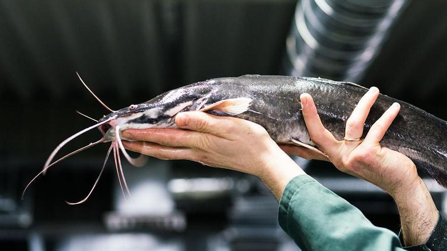 El desafío de &quot;cultivar&quot; peces superresistentes