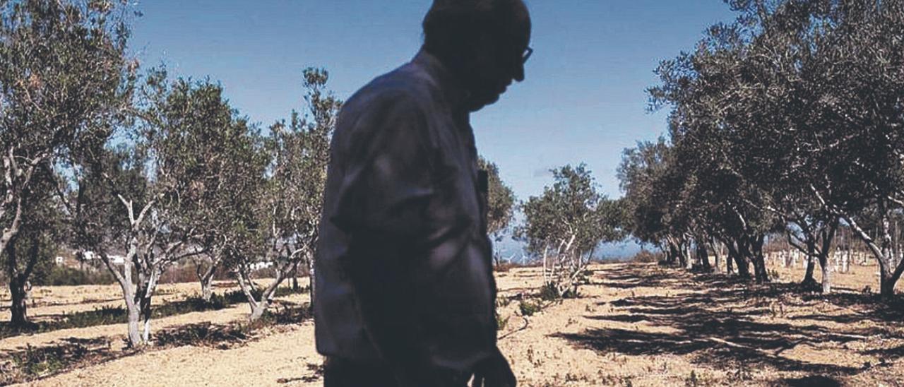 Un agricultor pasea delante de sus plantaciones de olivares en Tenerife.