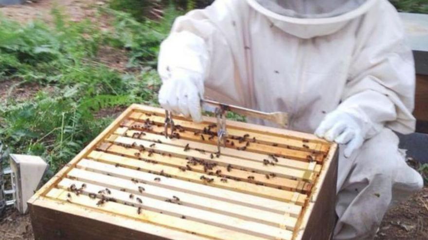Urgen ayudas directas para paliar la situación de emergencia de la apicultura
