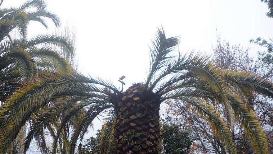 Palmera ya muy afectada en Campolongo. // Rafa Vázquez