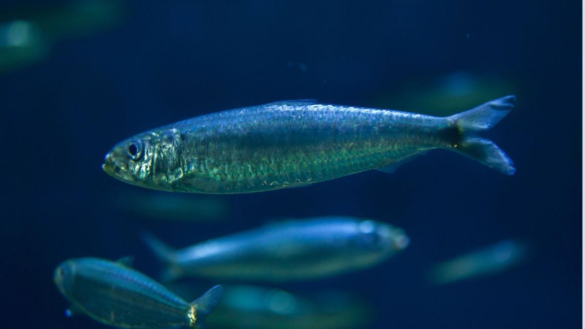 Una sardina en el mar