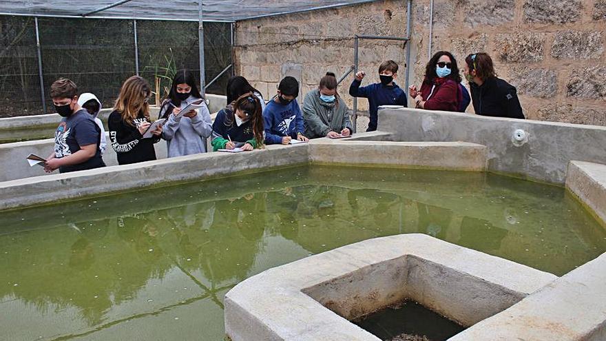 Escolares de Binissalem conocen el entorno de las lagunas de can Figuera | JAUME CANUT