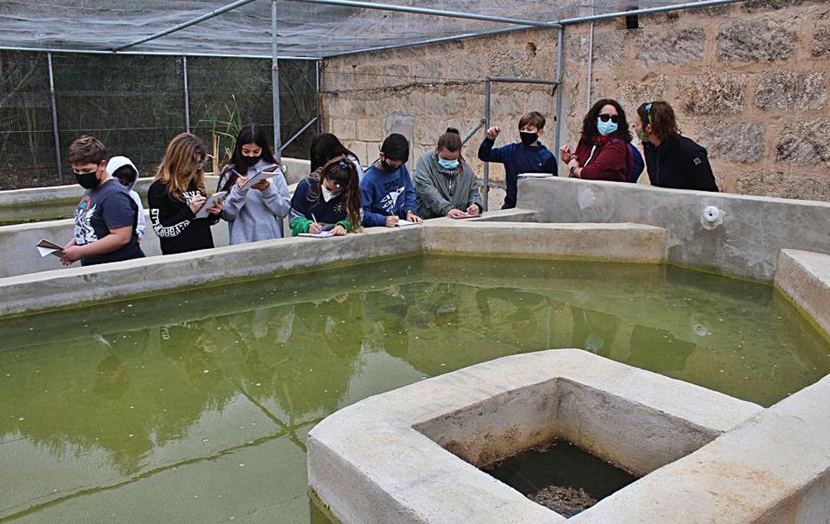 Escolares de Binissalem conocen el entorno de las lagunas de can Figuera | JAUME CANUT