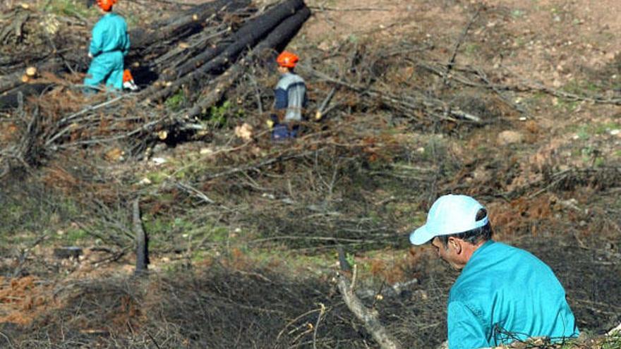 Los ecologistas piden a Puig  que invierta en los montes para evitar grandes incendios