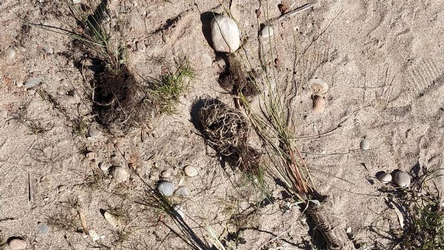 Restos de la vegetación plantada recientemente en las dunas de la Gola tras la acción de los vándalos.