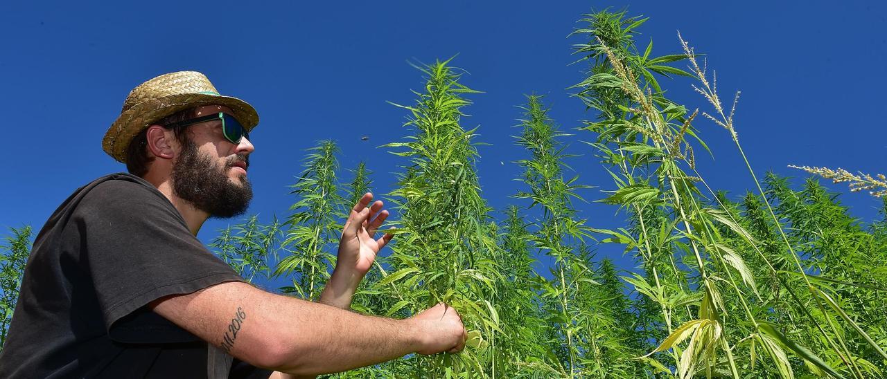 Benedikt Strobal, observa una de las plantas de cáñamo de la variedad destinada a fibra.